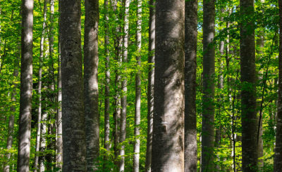 Le foreste sostenibili