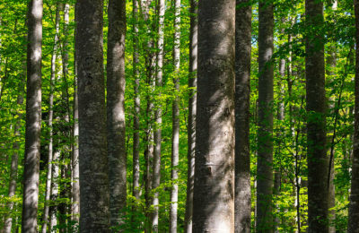 Le foreste sostenibili